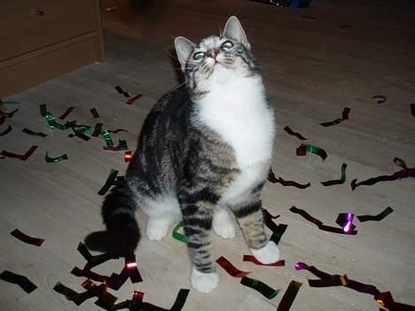 Huskat Nala - waw billede 15