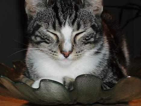 Huskat Nala - glad og tilfreds:-) billede 17