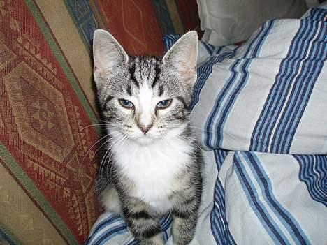 Huskat Nala - godmorgen... gab billede 18