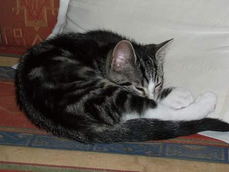 Huskat Nala - snork pyhhhh billede 19