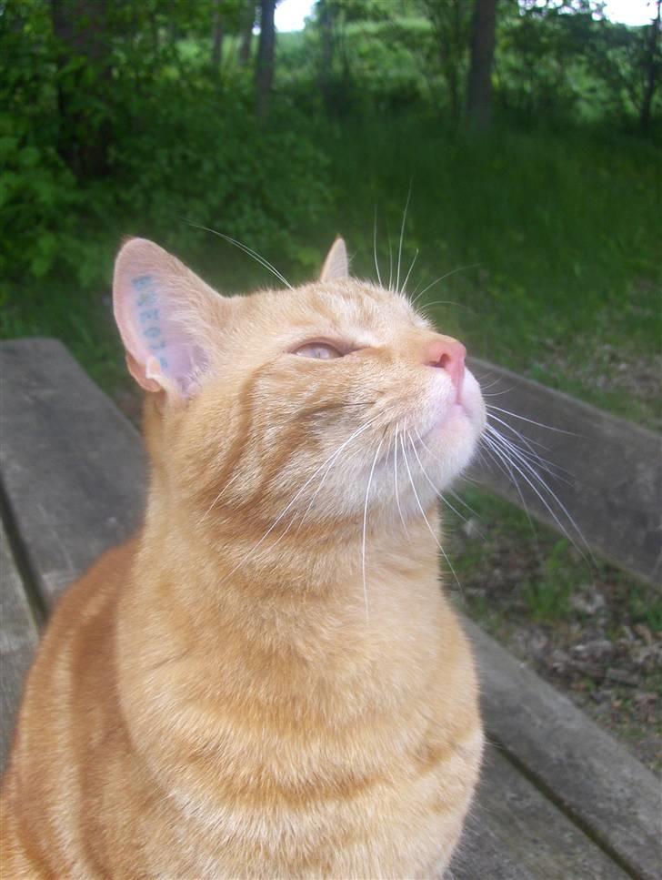 Huskat Bet Ski (min søsters kat) - 2) Taget d. 18.maj 2008. billede 2