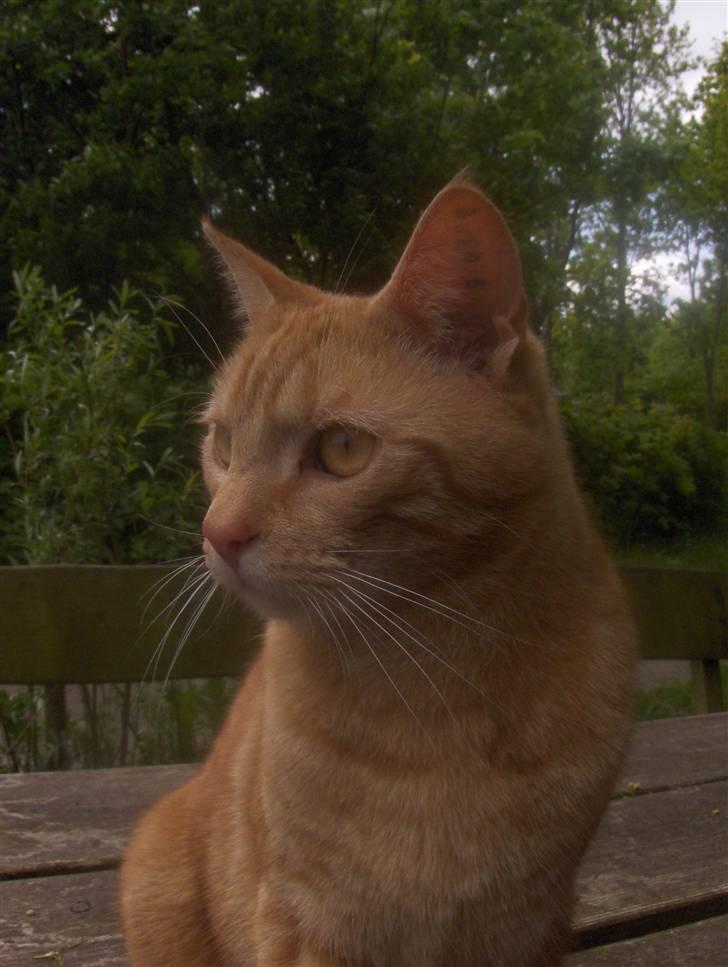 Huskat Bet Ski (min søsters kat) - 5) Taget d. 18.maj 2008. billede 5