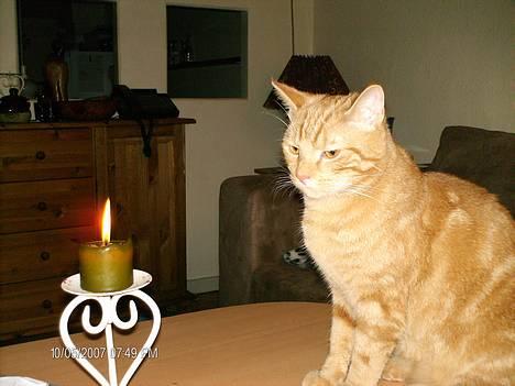 Huskat Bet Ski (min søsters kat) - 8) Bett som studerer lyset. billede 7