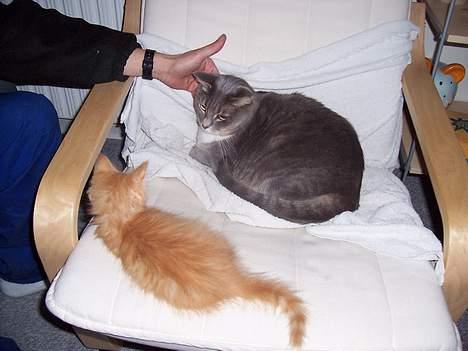 Huskat mille billede 2