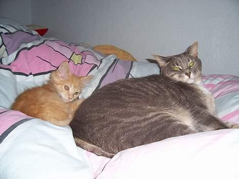 Huskat mille billede 4