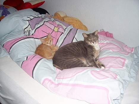 Huskat mille billede 5