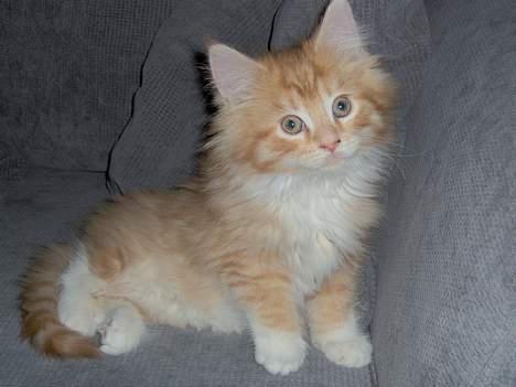 Maine Coon Trold - Er jeg ikke bare dejlig?? billede 1