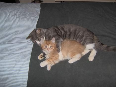 Maine Coon Trold - Her putter jeg med Tykmis. billede 2