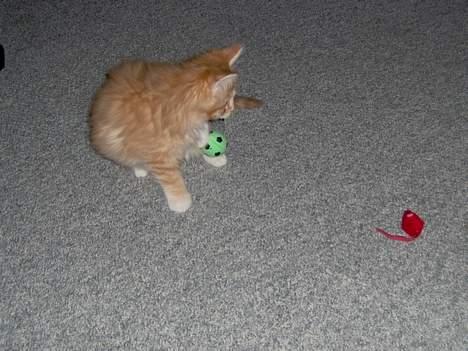 Maine Coon Trold - Det er sjovt at lege. billede 3