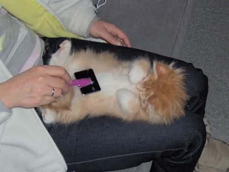 Maine Coon Trold - Dejligt at få børstet pelsen. billede 4