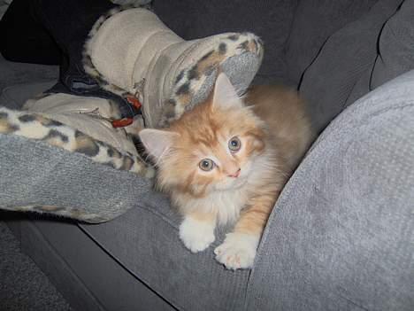 Maine Coon Trold - Hey far, hva´ har du gang i?? billede 5