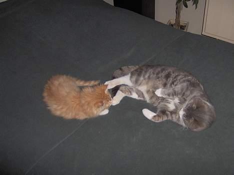 Maine Coon Trold - Har lige en slåskamp med Tykmis. billede 6