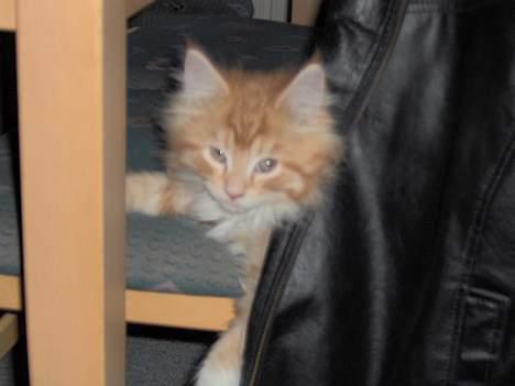 Maine Coon Trold - Ihh, altså - jeg ligger jo lige og sover!! billede 7
