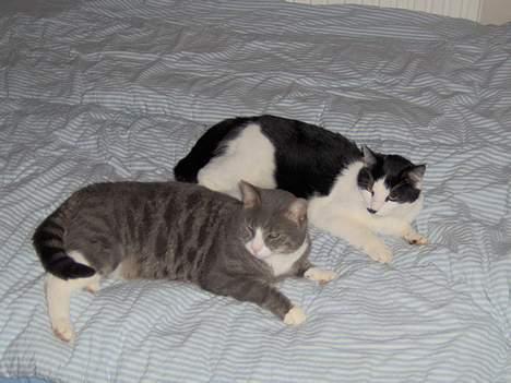 Maine Coon Trold - Her er min storebror og søster Mille. billede 8