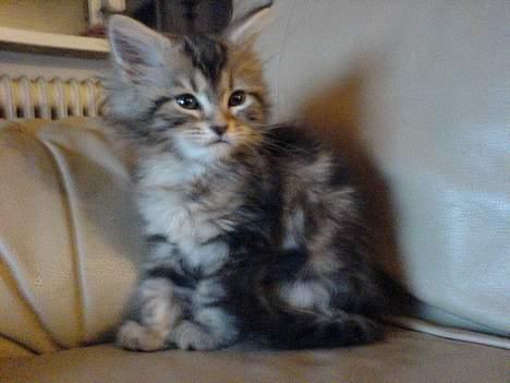 Maine Coon Markie billede 3