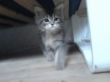 Maine Coon Markie - Her er jeg på udflugt i mit nye hjem :) billede 4