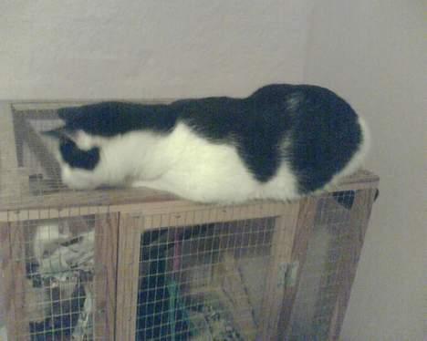 Huskat Basse RIP 2014 - rotteburet er vildt spændende... :D billede 11