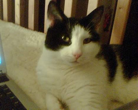 Huskat Basse RIP 2014 - kigger da når mor beder mig om det :) billede 12