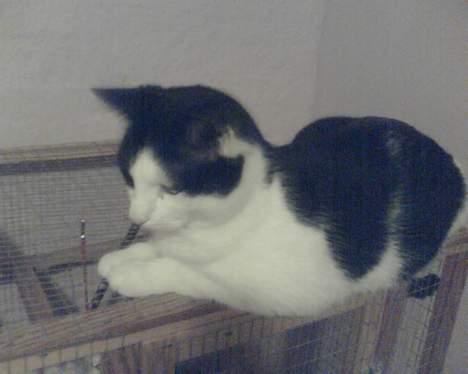 Huskat Basse RIP 2014 - hmm, ligger godt :D billede 13