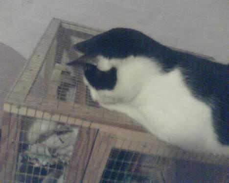 Huskat Basse RIP 2014 - måske rotten vil hilse:).. billede 14