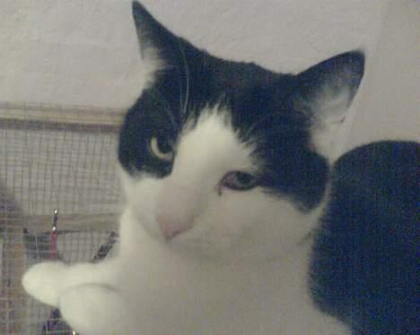 Huskat Basse RIP 2014 - argh, det kamera mor.. :D billede 15