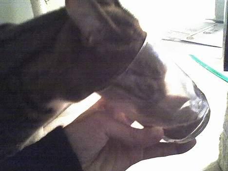 Blanding af racer Gucci - Mmmm.... Elsker kakao! og elsker mor fordi jeg må smage.  billede 18