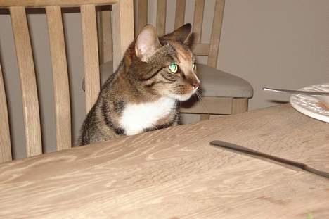 Blanding af racer Gucci - Der var mad på bordet lige før.... Hmm... billede 19