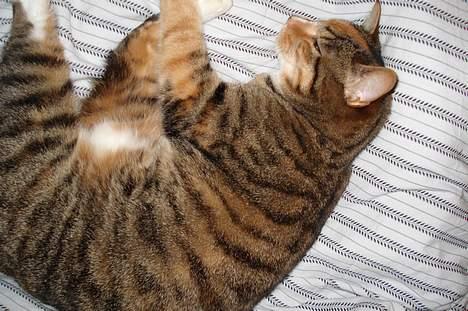 Blanding af racer Gucci - Man er vel prinsesse.. billede 20