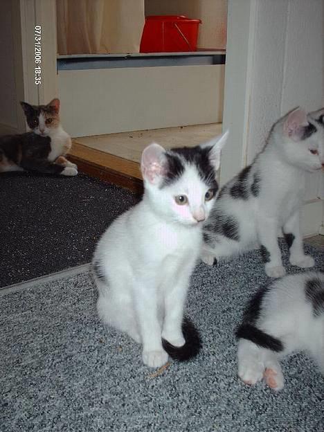 Huskat **Basse** [ himmelkat ] - "Er jeg ikke sød med mine søskende og Gizmo" (Gizmo er min forsvundet kat) billede 1