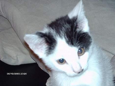 Huskat **Basse** [ himmelkat ] - "Hvad har du gang i !!" billede 2