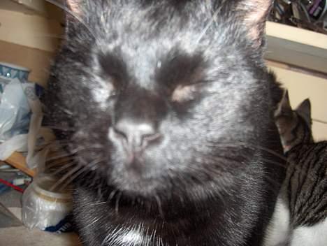 Huskat .sorte død billede 2