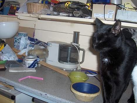 Huskat .sorte død billede 3