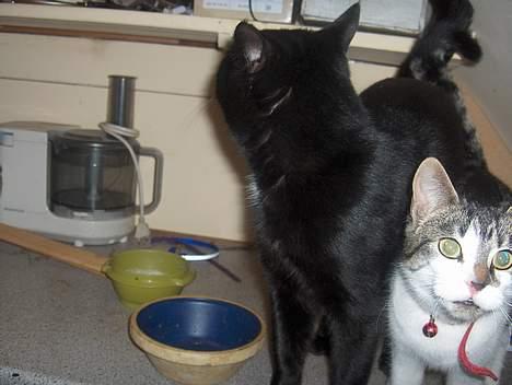 Huskat .sorte død billede 4