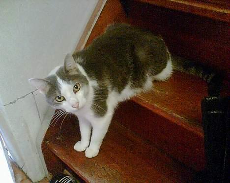 Huskat Herman R.I.P. 2008 billede 4