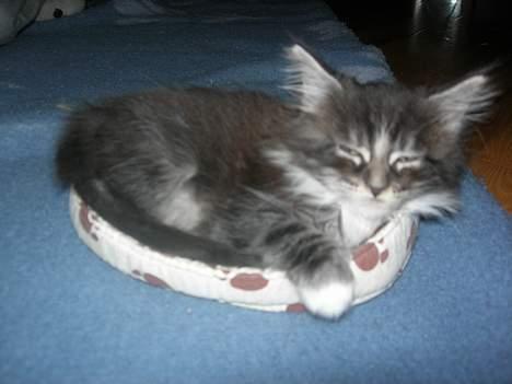 Maine Coon Felix - det er en kurv til en bamse, men den lille pus, kan også ligge i den ;) billede 1