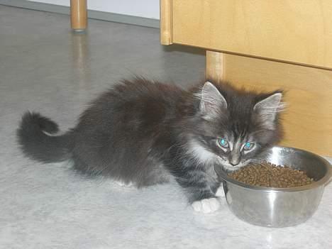 Maine Coon Felix - så spiser han sit killinge´mad ;p  billede 3