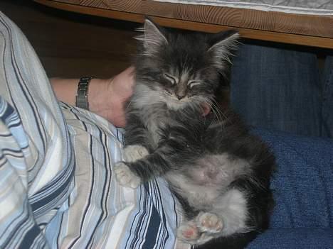 Maine Coon Felix - jeg sagde jo han godt kunne lide at putte. xD billede 4