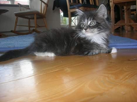 Maine Coon Felix - der ligger kongen jo ;p billede 5