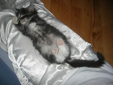 Maine Coon Felix - er han ikke bare kær? han ligger mellem mine ben :] billede 6