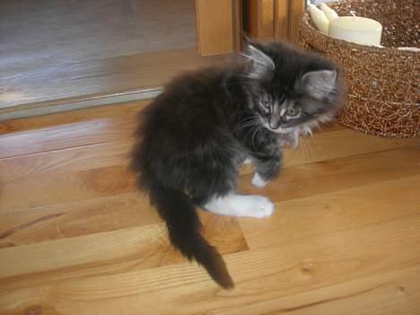 Maine Coon Felix - hvad har han fået øje på ? ;P billede 7