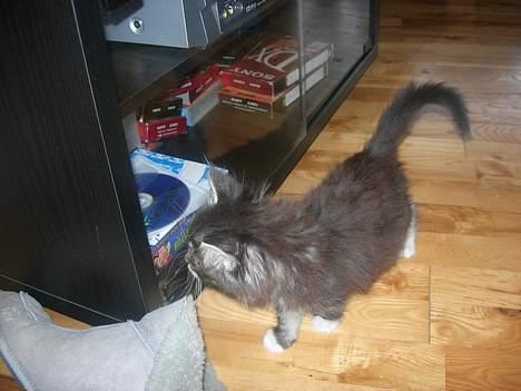 Maine Coon Felix - den lille pus ser sig selv i glasset. <33 billede 8