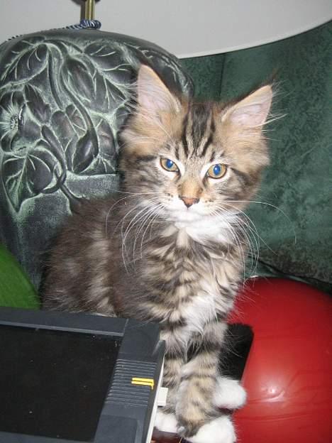 Maine Coon 'James Dean' aka Gangster billede 7