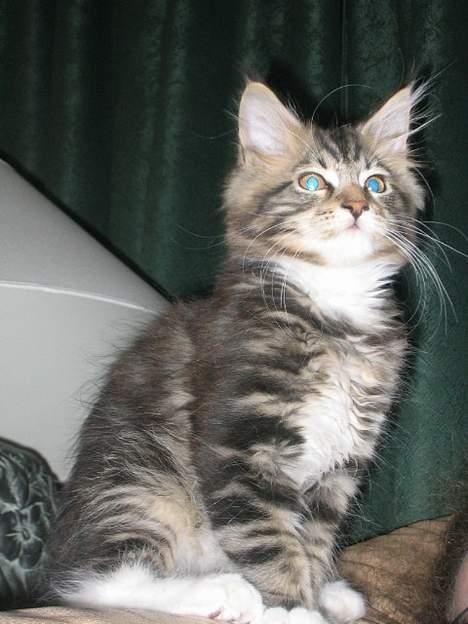 Maine Coon 'James Dean' aka Gangster billede 8