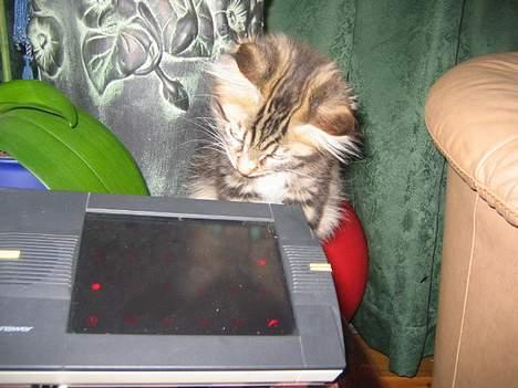 Maine Coon 'James Dean' aka Gangster - .. ´Og det skulle forestille en telefon ??!!´ billede 9