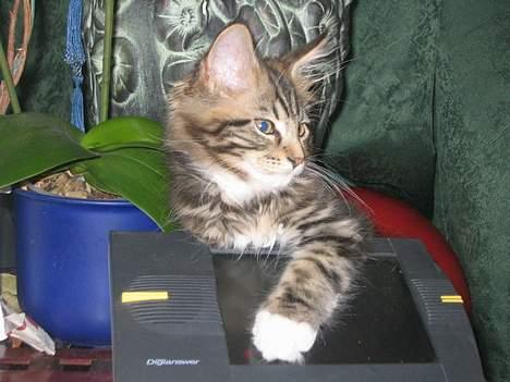 Maine Coon 'James Dean' aka Gangster - .. ´Jamen så sidder jeg her og venter på, at der er nogen der vil ringe til mig´ billede 10