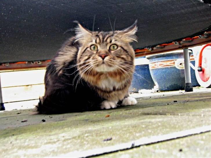 Maine Coon 'James Dean' aka Gangster - ´Ligger lige her under trampolinen´ billede 11