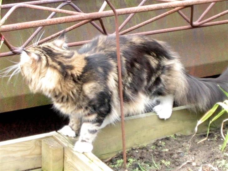 Maine Coon 'James Dean' aka Gangster billede 12