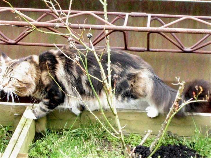 Maine Coon 'James Dean' aka Gangster billede 13