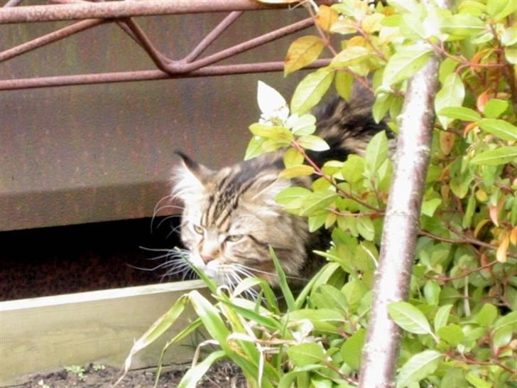 Maine Coon 'James Dean' aka Gangster billede 14