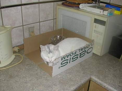 Huskat Yang - Det er min mini papkasse og man ligger faktisk rigtig godt, så hold fingerne væk fra både den og mig. Og forresten så er det altså min skål jeg ligger sammen med. billede 14